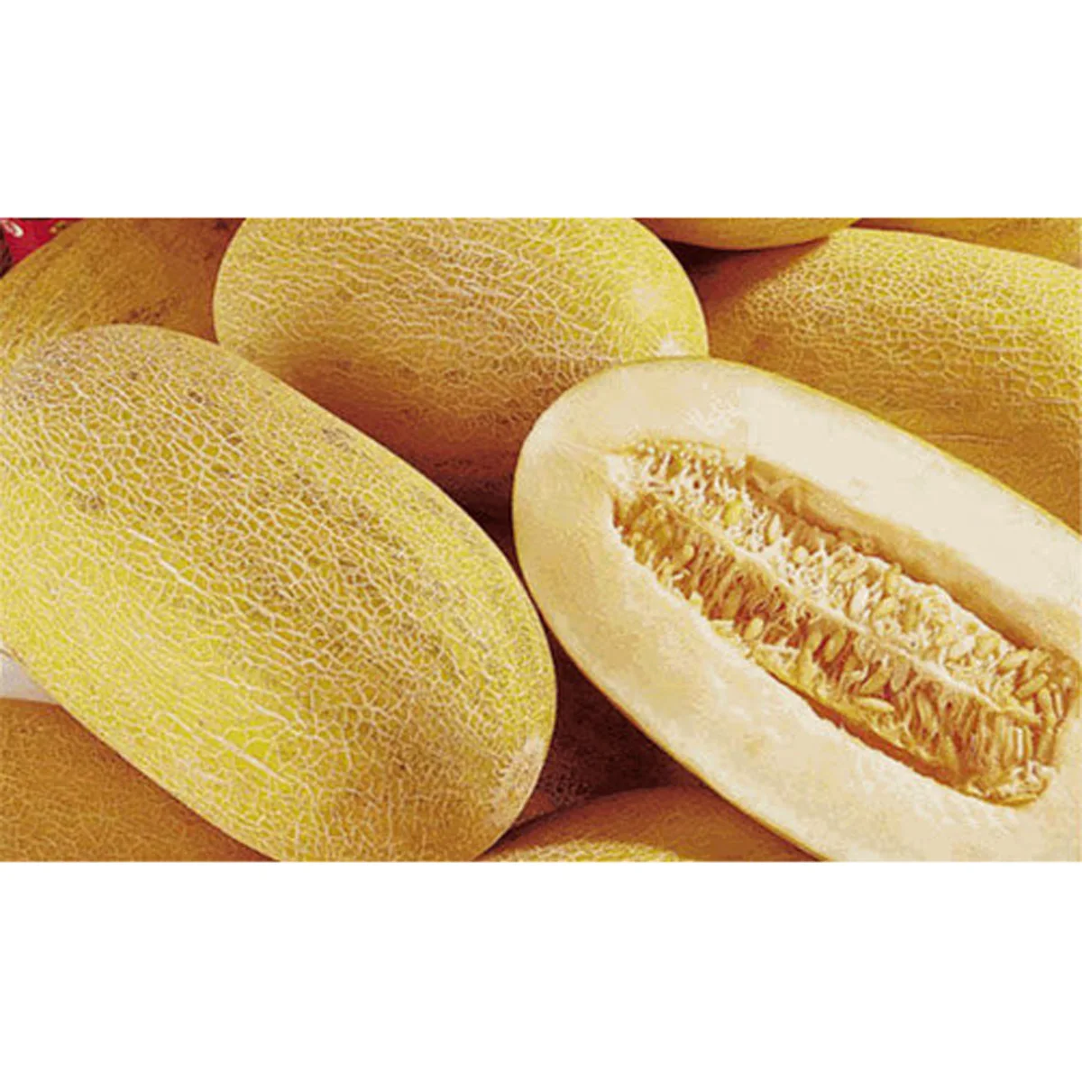 Fresh melon 100% natural no chemicals wholesale prices top quality fruits and nuts