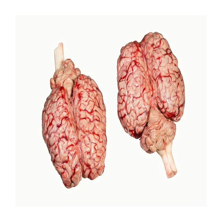 Brain Beef Meat Cheap low price Healthy Beef Brain Premium Quality  High Quality Beef Brain Customer Demand Best Price