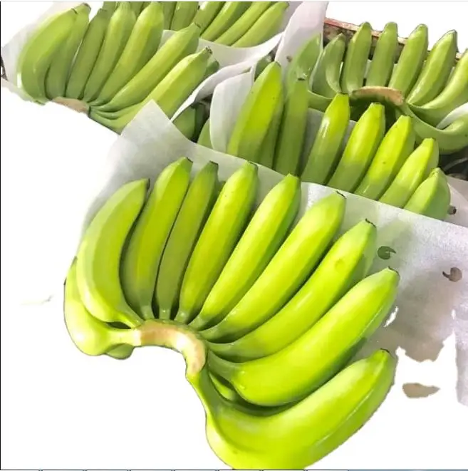 BEST QUALITY BANANA SELLER / EXPORTER / MANUFACTURER