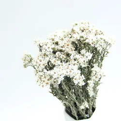 Wholesale New Arrivals Wedding Flowers Bouquets Ins Style White Jap Apricot For Home decoration or Valentines Day Gifts