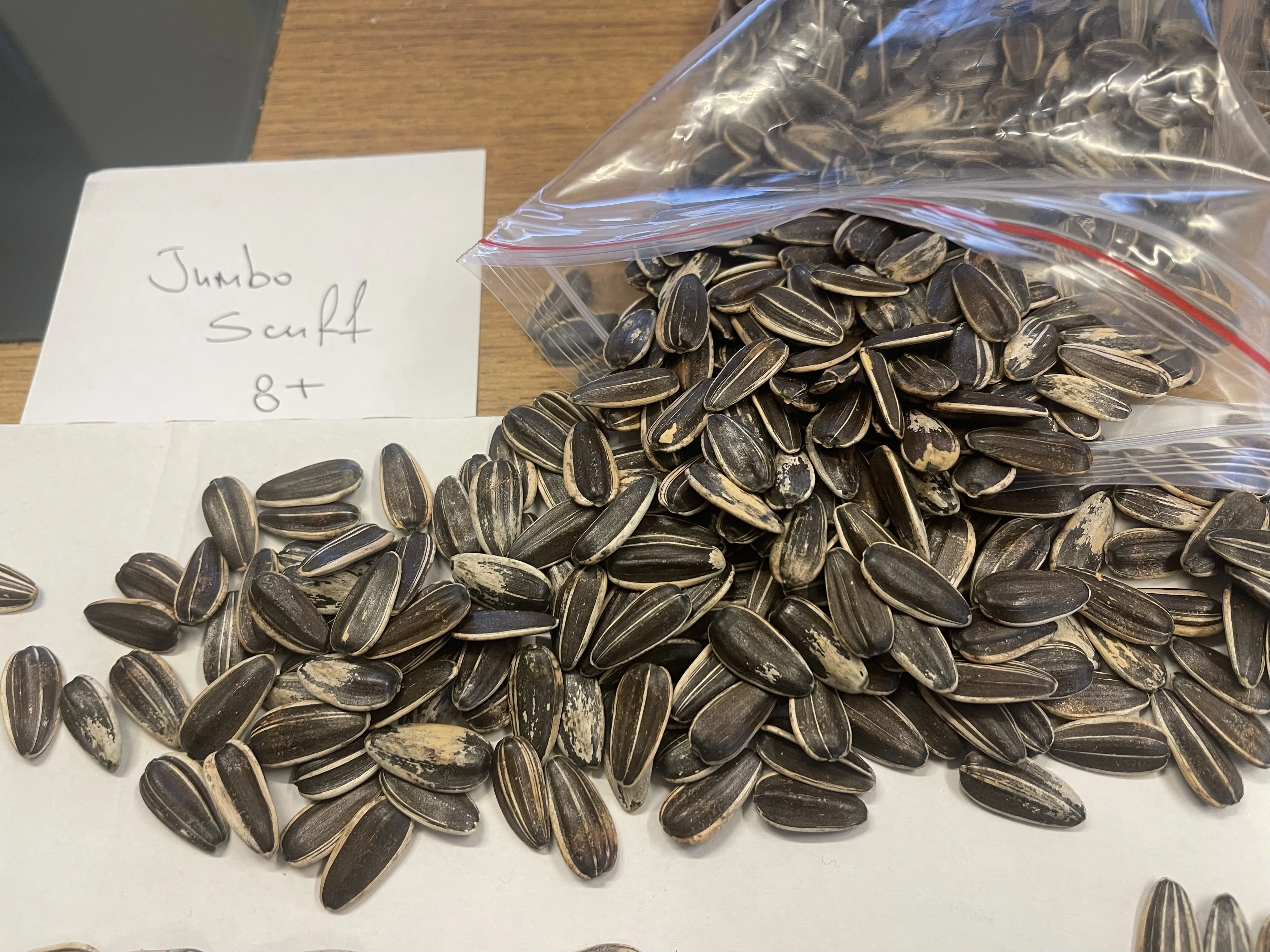 Bird Food Sunflower Seed Wholesale Top Quality Packaging Bulgarian Origin Animal Feed Small Size Sunflower seeds