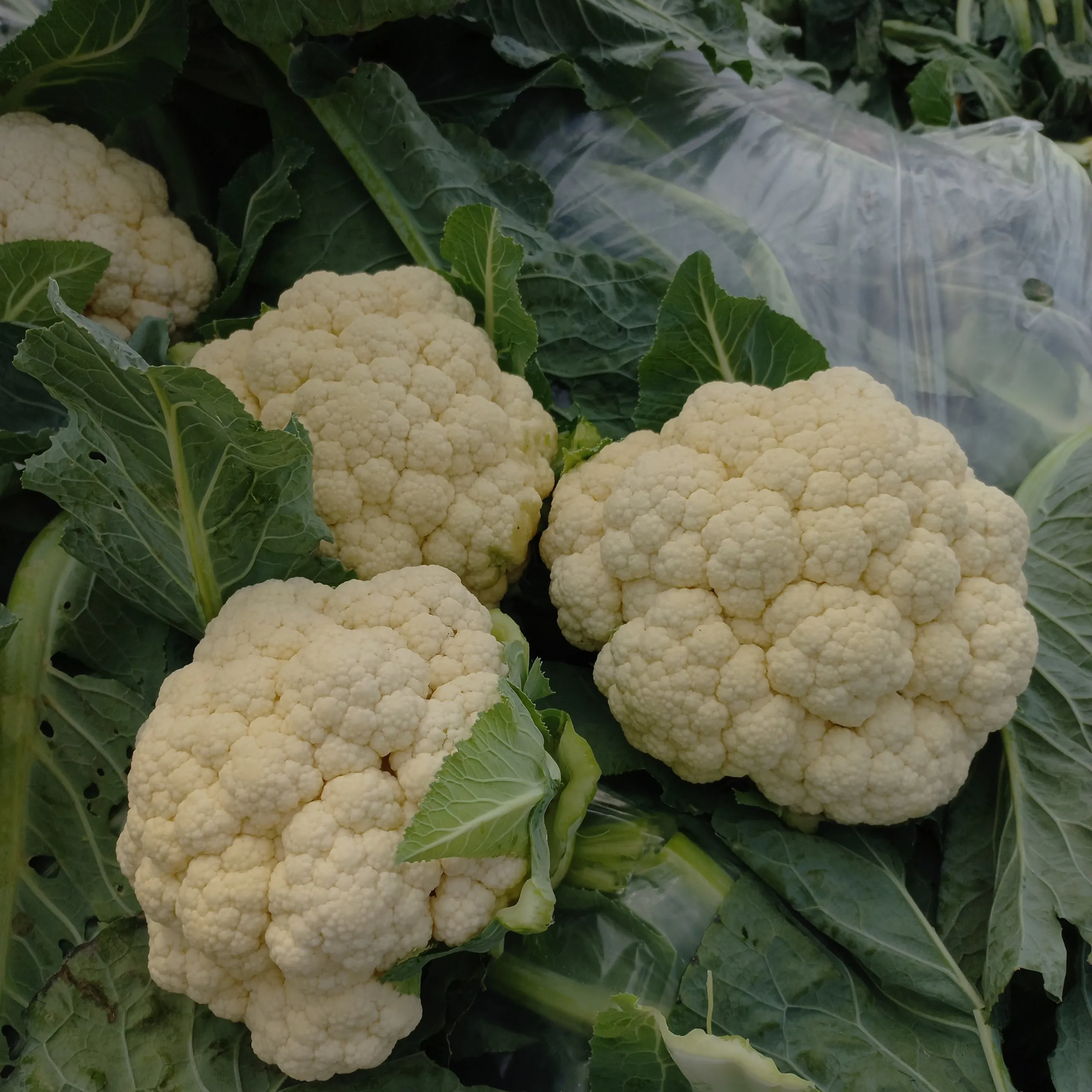 Wonderful Fresh Cauliflower Export Standard New Harvest Fresh Vegetables in Vietnam