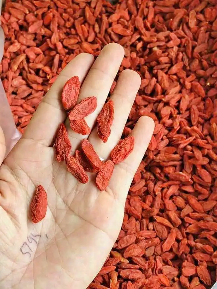 99 Gold Data Vietnam Organic Dried Red Goji Berries Super Food Low Maintenance Super Fruit Diet Healthy Foods Asian