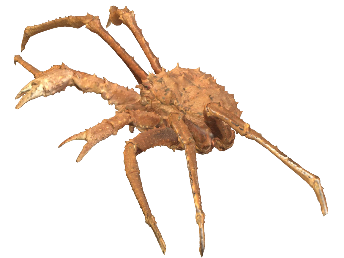 Best Quality Seafood Canned Crab Meat A Grade Red King Crab 454g x 12can per box two years shelf lif Snow Crab Antarctica / Deep