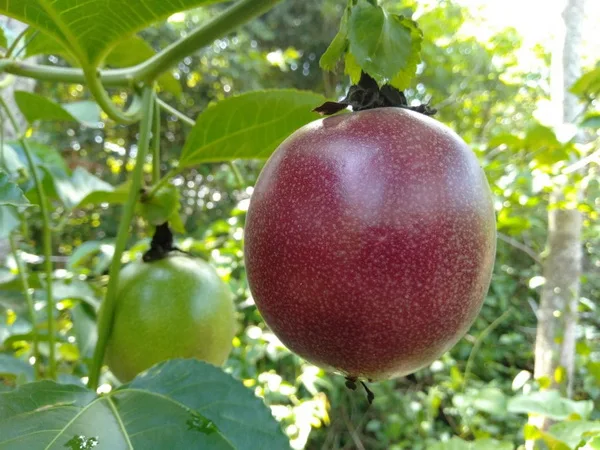 Passion fruit best seller wholesale delicious cheap price competitive price new harvest season crop fresh customized size