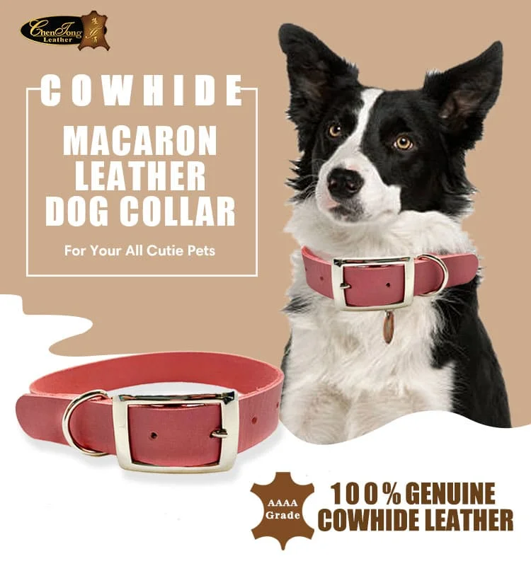 Dog Collar T16-1 N3L01