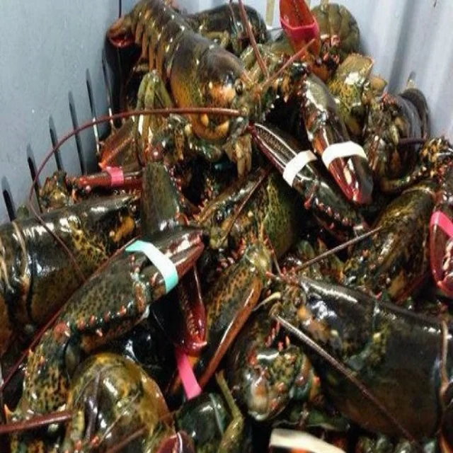 Seafood Fresh and Frozen Lobster, Frozen Lobster, Frozen Lobster Tails Fresh Lobsters for sale
