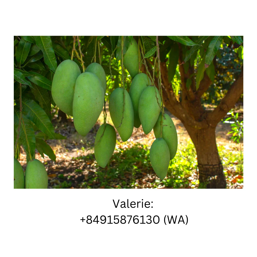 Newest Seasson Fruit Naturture Green Mango  With natural Aroma And Sweetness For Wholesale Price