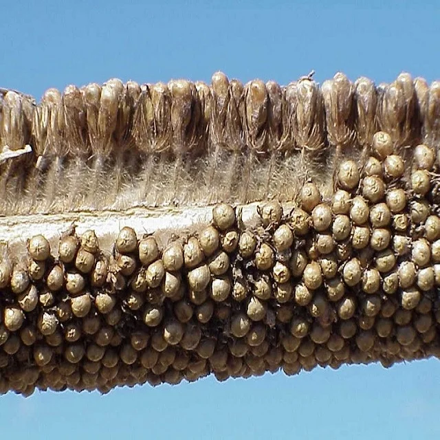 High Quality Green Millet For Export