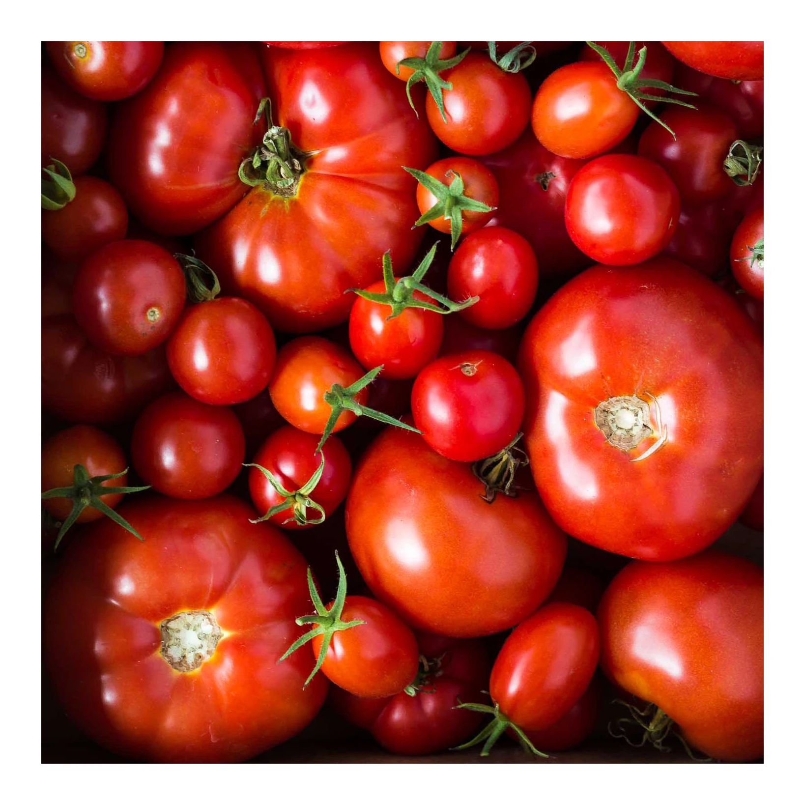Top Quality Fresh Red Tomatoes for sale.