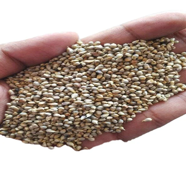 Green Millet Animal Feed Available for sale