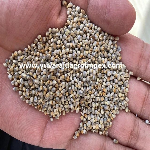 Indian Authentic Drying  Sajje / Kambu / Bajeer Millet with superior taste at lowest price from Exporters in India