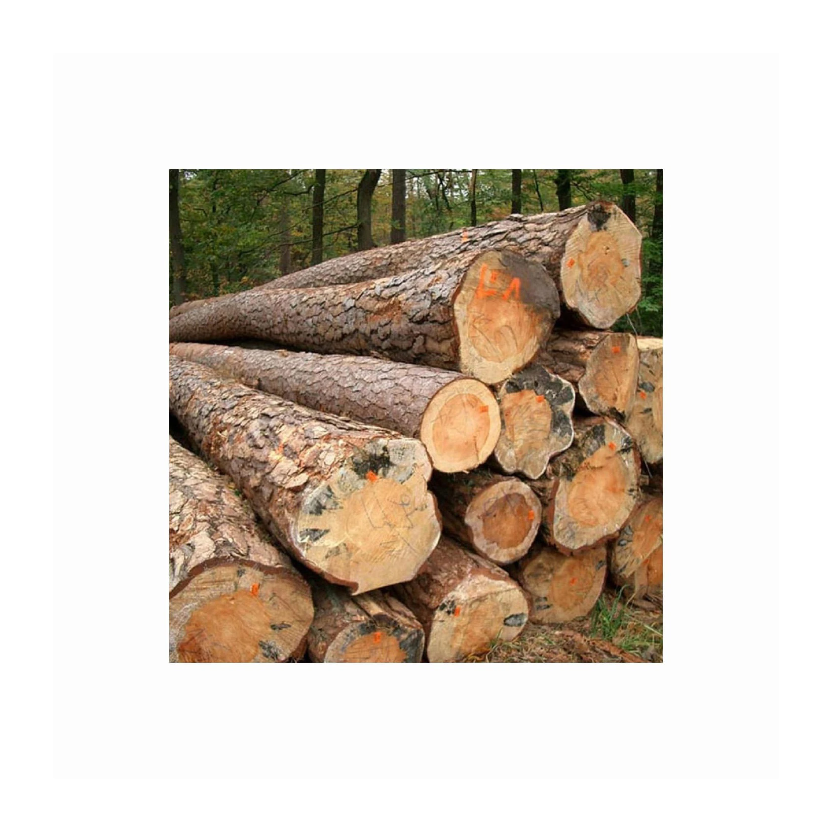 Высокопроизводительный дубовый твердый деревянный круглый бревна/Древесина от Бельгия поставщик