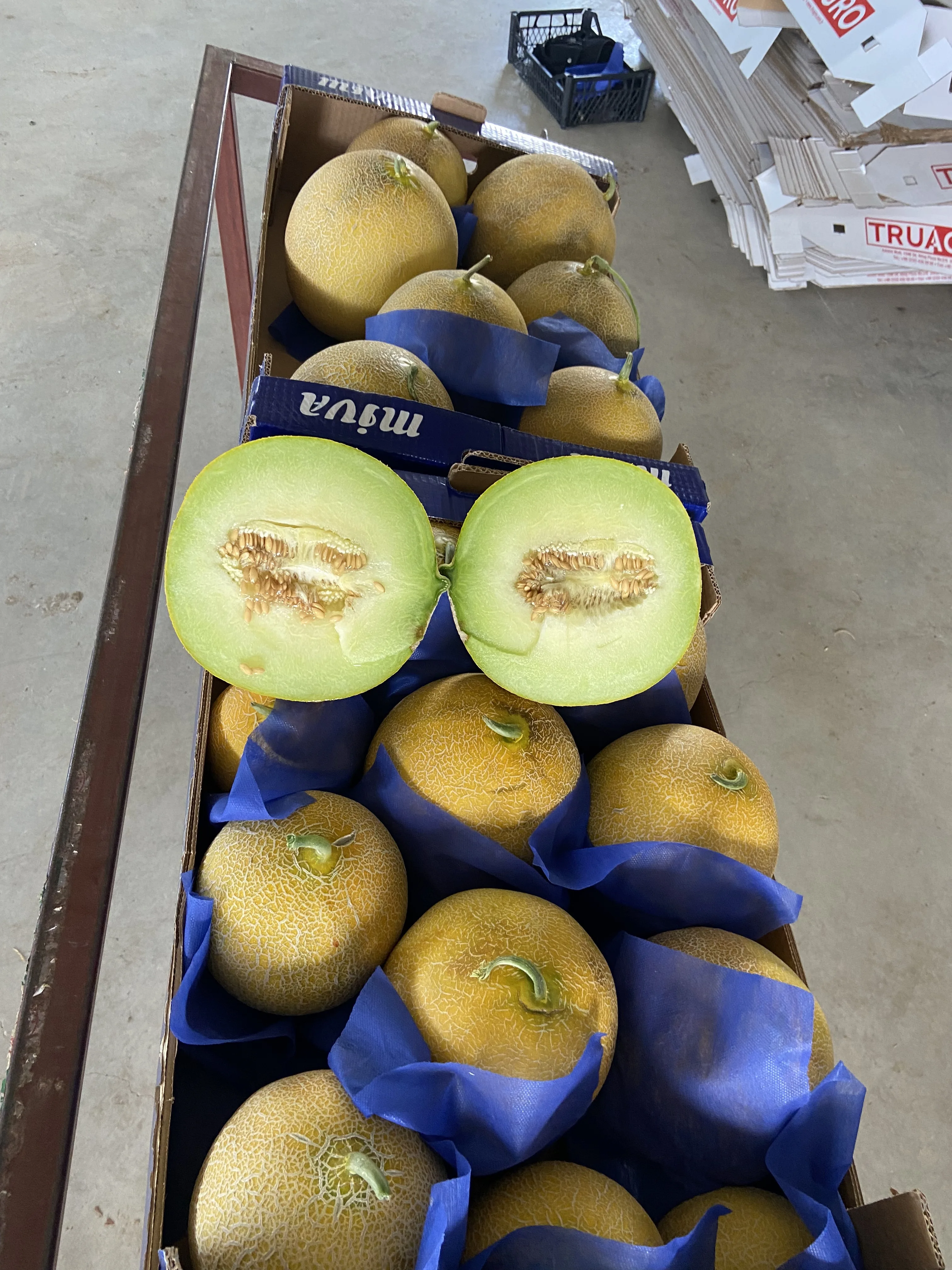 FRESH MELON FROM TURKEY UNIQUE TASTE SWEET MELON