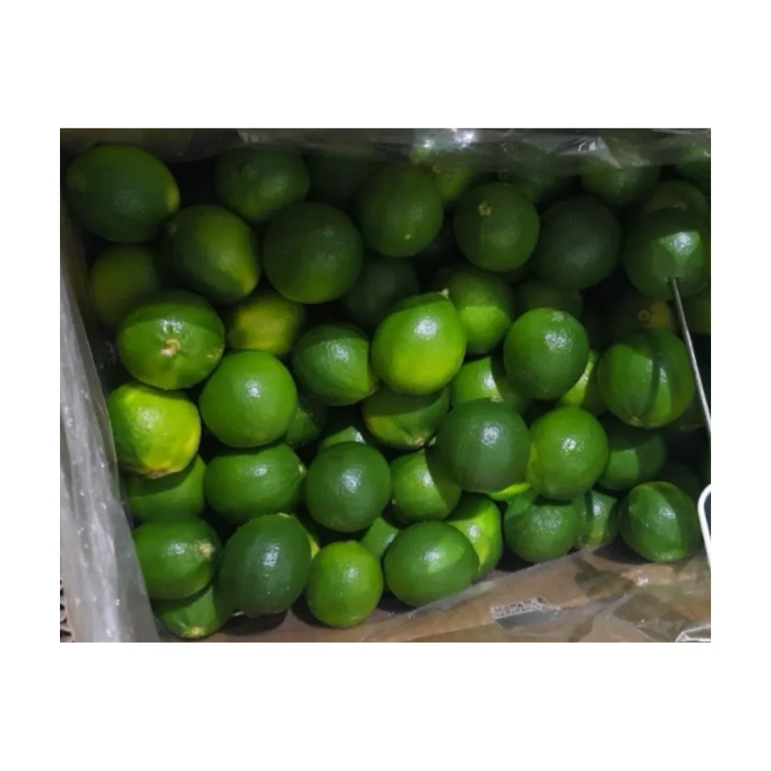 Manufacture Versatile Lemons and Limes high quality fresh lime / natural green limefresh lime from Vietnam