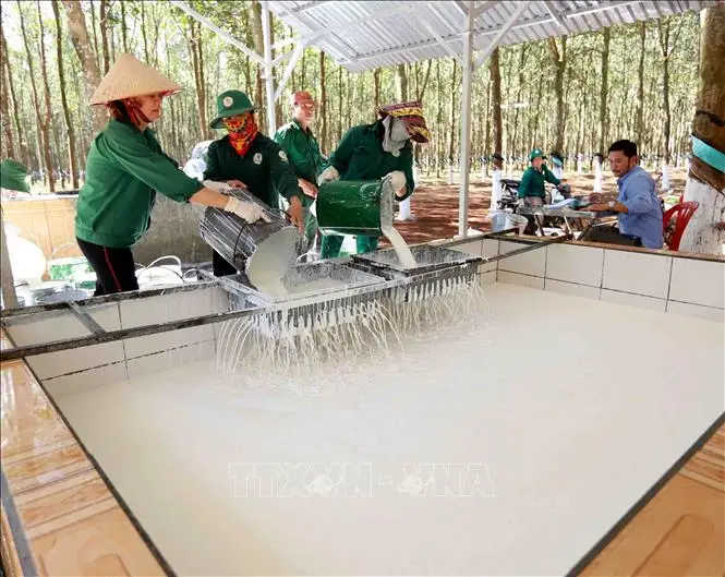 RUBBER LATEX LIQUID HIGH AMMONIA QUALITY 60% DRC NATURAL LATEX RUBBER CONCENTRATED