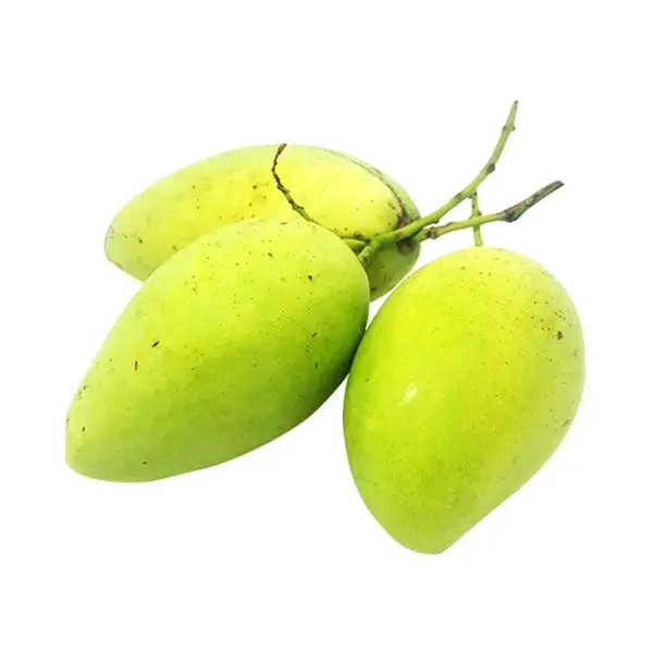 Wholesale Fresh Mango High Quality Fresh Green Cat Chu Mango From Vietnam Sweet Mango Packing Carton