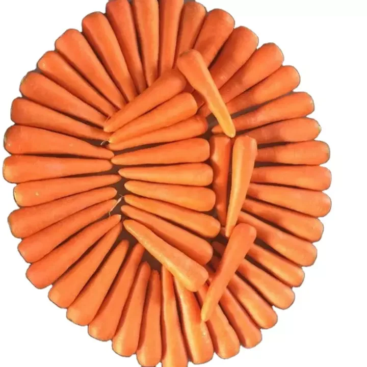 Vietnam factory supply new crop of fresh vegetables fresh round and flat cabbages by Vietnam carrot price for sale