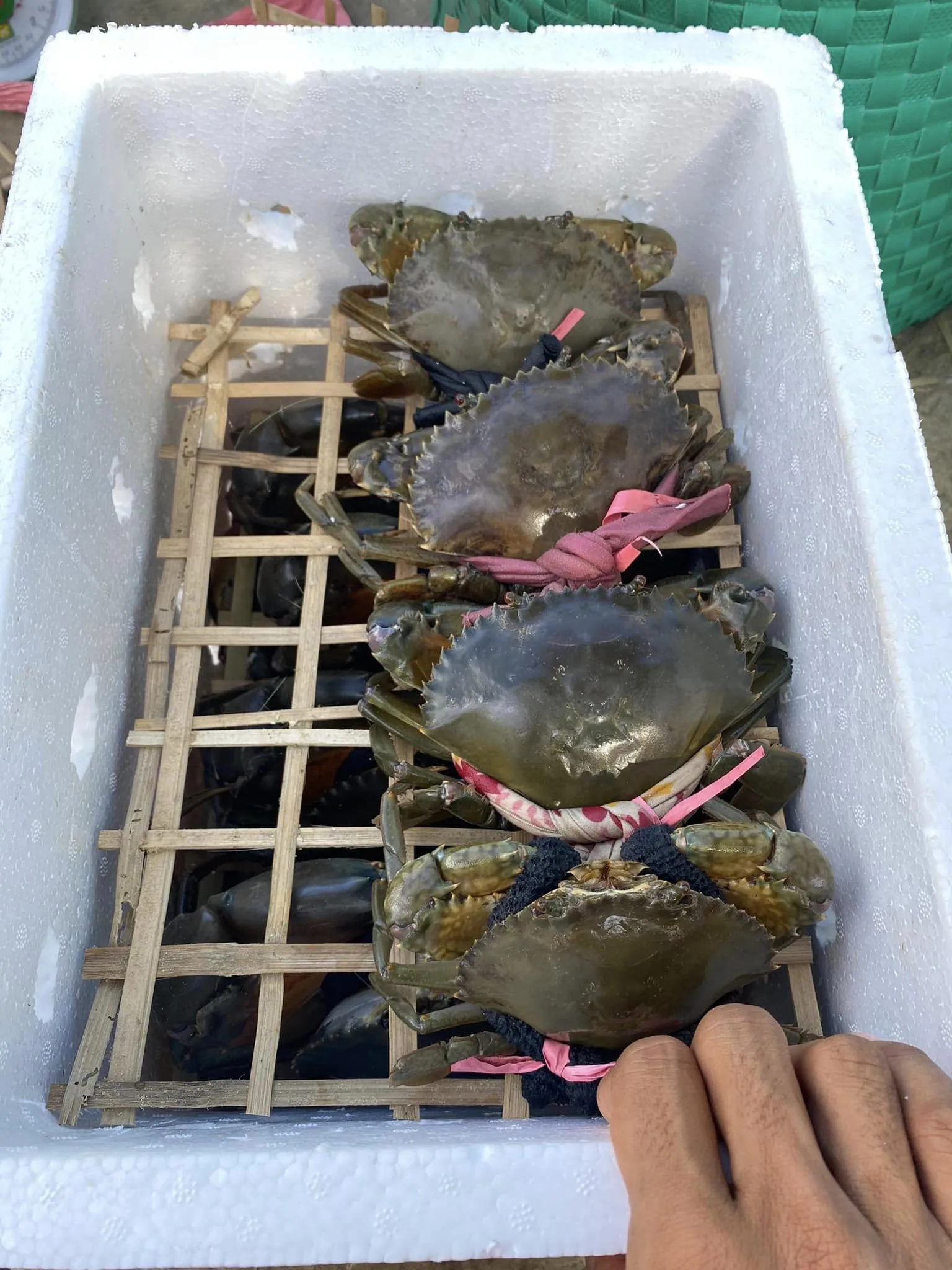 Taste Mud Crab/ Available Export To Singapore