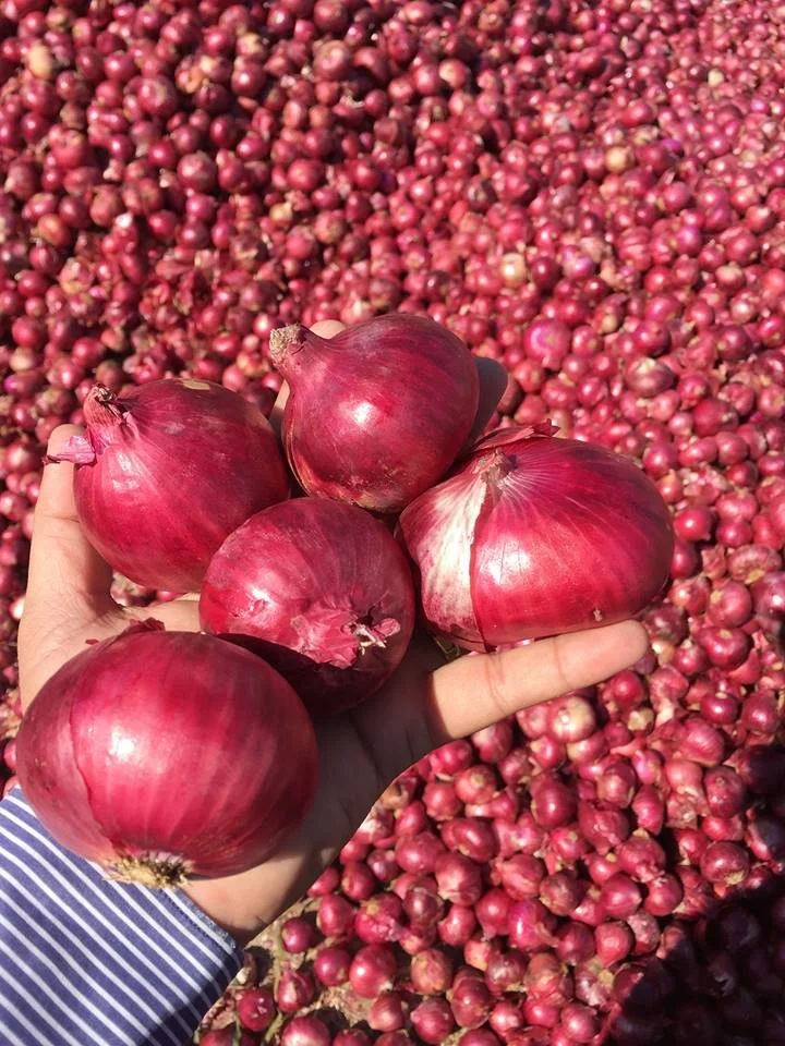 Wholesale Price 100% Natural Red Onion Quality Assured Fresh Onion / Indian Grade Onion Buy From Indian Manufacturer