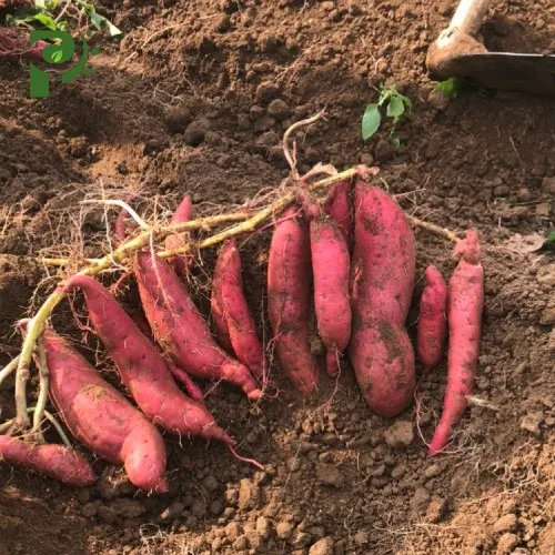 PURPLE SWEET POTATOES with Cheap Price / High Quality and Fast Delivery / Supplier from Vietnam