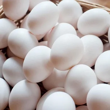 Bulk Sale Fresh Chicken Table Eggs & Fertilized Hatching Eggs