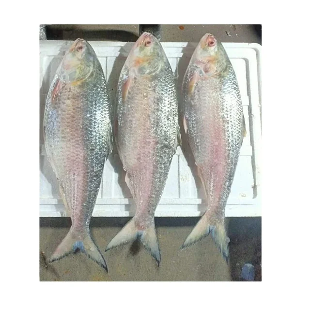 Frozen Fish Fresh Tilapia Supplier Block Bulk Style Packaging Package Weight Lbs Shelf Origin Latin Type Life Shape BRC Product