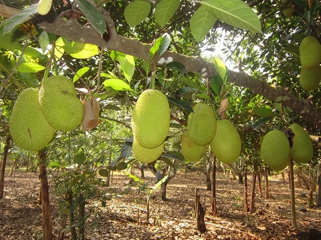 Wholesale Jackfruit Manufacturer in Vietnam- Jack fruit with Best Price