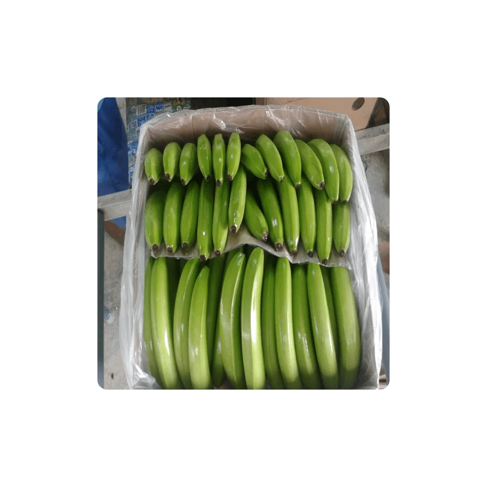 Fresh Bananas Wholesale Price High Quality Fresh Indian Cavendish Premium Bananas/fresh Fruits