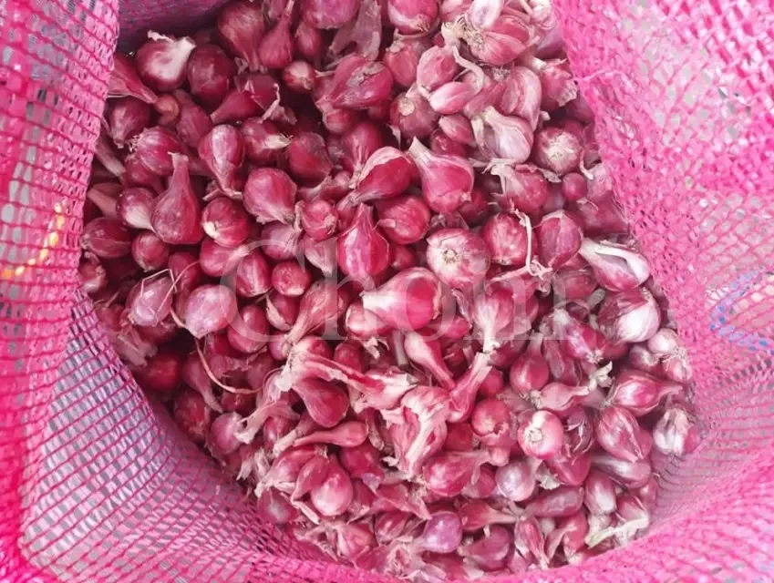 Оптовая продажа свежих овощей вкусный свежий желтый