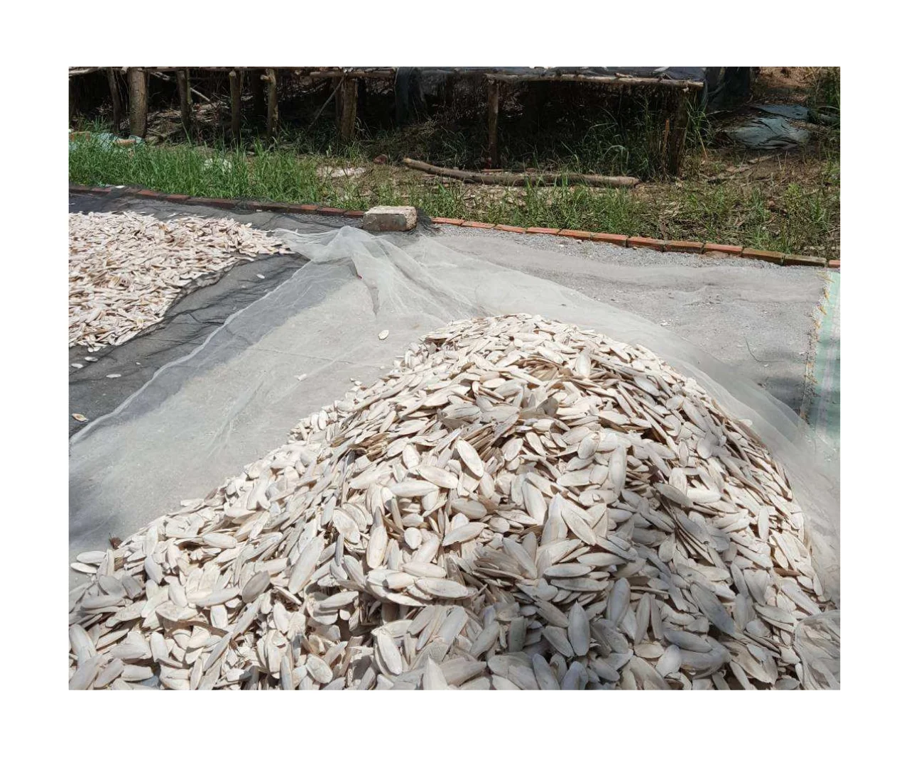 High Quality Dry Cuttlefish Bone 100% Natural Cuttlefish Bone from Vietnam