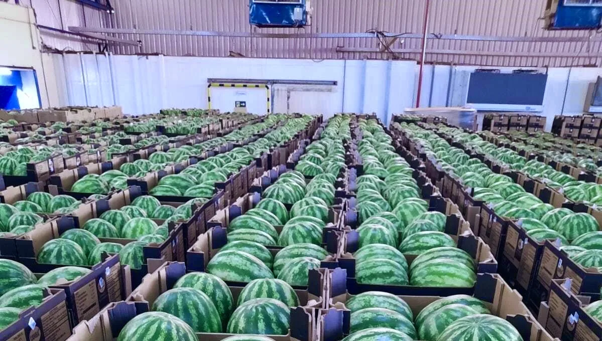 Supply Fresh Watermelon | Grade 1 For Exporting | Tropical Vietnamese fruit