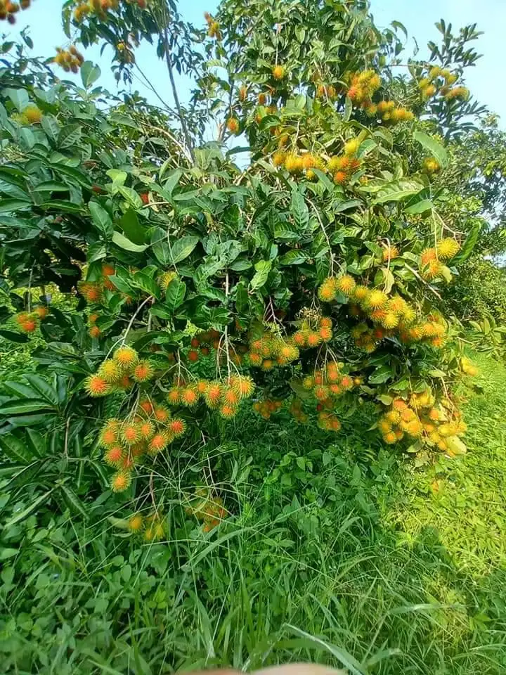 Rambutan Fruits Fresh Sweet Tasty 100% Natural Rambutan From from Thailand Farms Premium Quality Grade A
