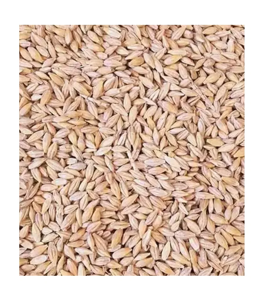 Premium Organic Barley Seeds Ideal for Feeding Dogs, Chickens, and More - Max Nutrition in Every Bag