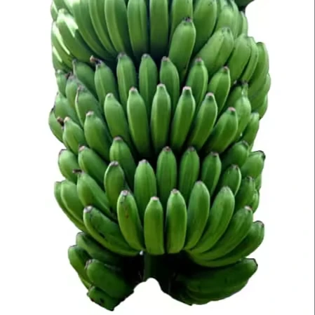 Wholesale Fresh Cavendish Bananas Delicious Flavour and Good Quality at Competitive Price Direct from Vietnam