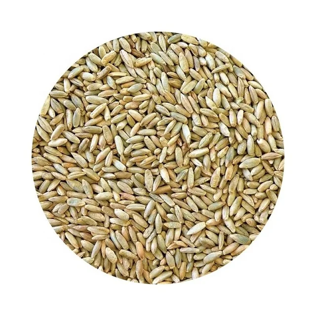 High Quality Winter Rye / Organic Rye Grains / Rye Bran and Rye Flakes China