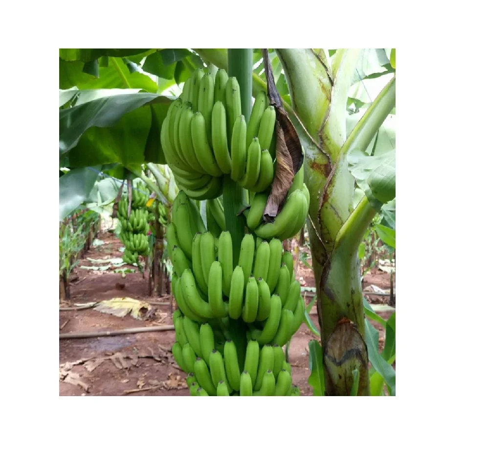 TOP QUALITY GREEN CAVENDISH BANANAS WITH GOOD MARKET PRICE