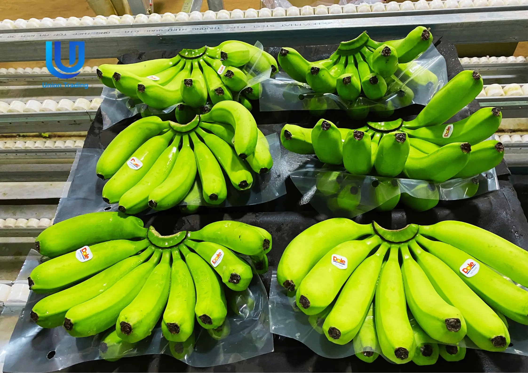 Wholesale Fresh Cavendish Banana With High Quality from Vietnam