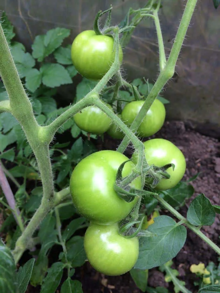 FRESH TOMATOES from Vietnam Green Style GLOBAL GAP Color Weight Origin Type Roma Variety Greenhouse Grade TOMATO Product Place