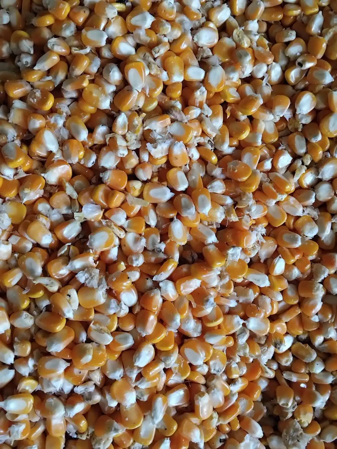 Dried Yellow Maize Available for Sale