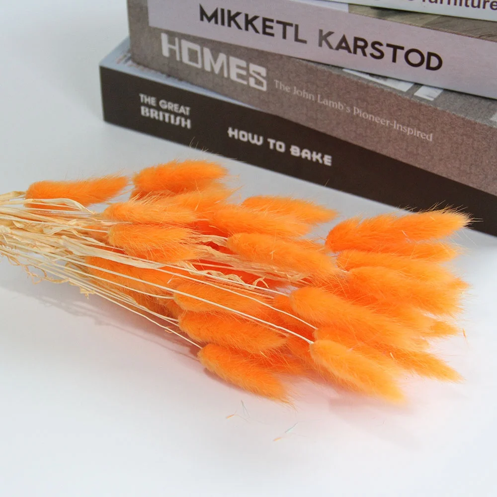 Preserved Dried Rabbit or Bunny Trail Grass Lagurus Ovatus Real Flower Colorful Grass For Home or Wedding Decoration Arrangement