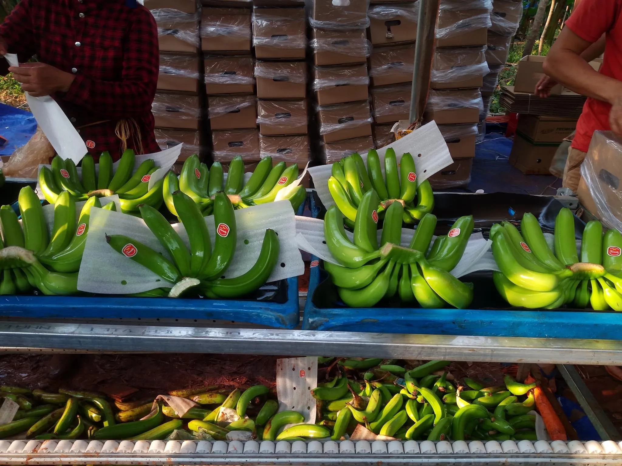 Wholesale Good Quality Competitive Price Delicious Flavour FRESH CAVENDISH BANANA From Viet Nam