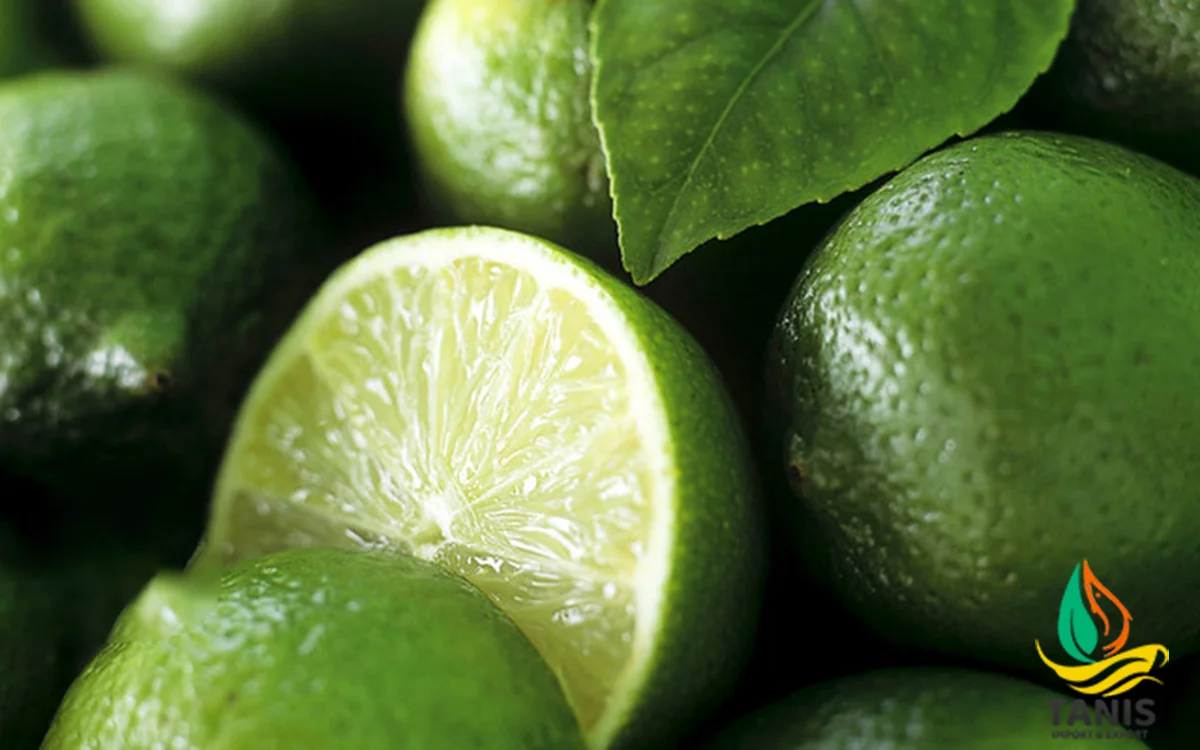 Fresh Persian Lime Premium quality Lemon packing in 6kg bag size 5-6 cm