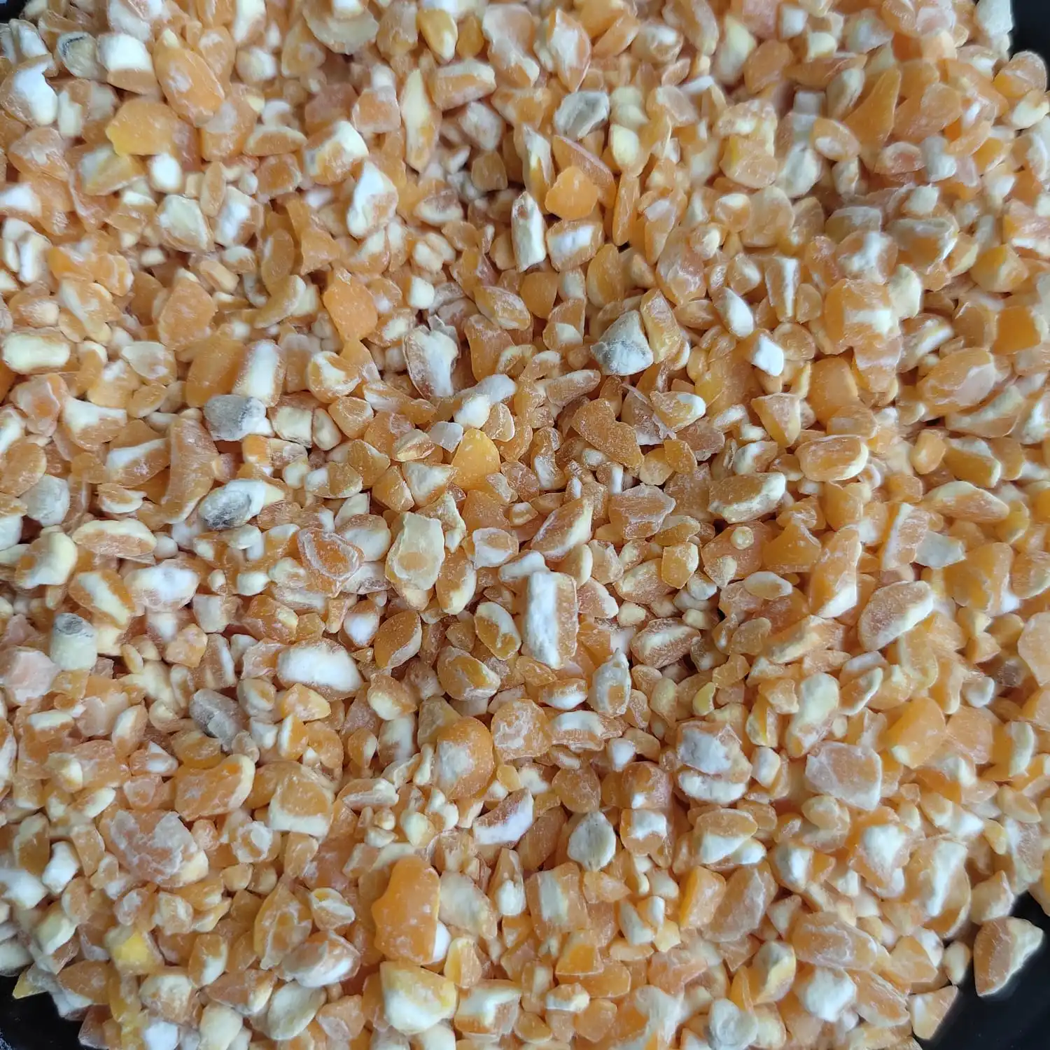 Indian Yellow Broken Maize From Indian Farming With Food Quality and Price is Very Low For Bird Feed Consumption