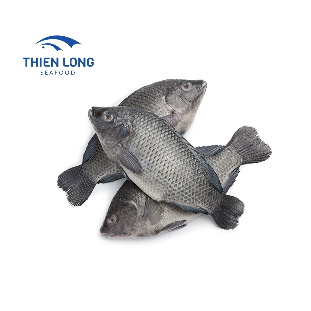 Asia Market Top Sellers Bulk Tilapia Fish Food Whole Round Black Tilapia Wholesale From Vietnam