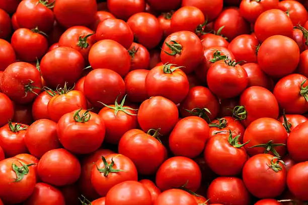 Best Quality Fresh Tomato from Export from Indian