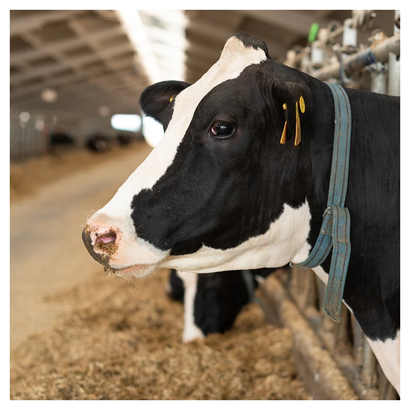 Высокое качество, дешевая онлайн распродажа, поставщик, экспортная спецификация, кусочки продуктов, мясо, белок, Бразильская замороженная говядина