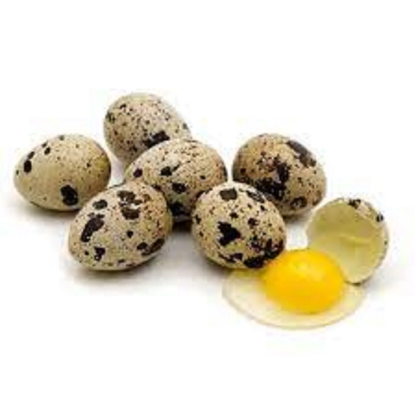 Top Quality Premium Quality Fresh  Quails Eggs for Cooking or Eating Worldwide Supply