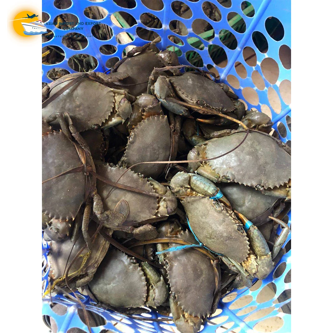 Buy Top Quality Mud Crab Frozen Mud Crab from us you get various nutrients and it is very tasty to eat