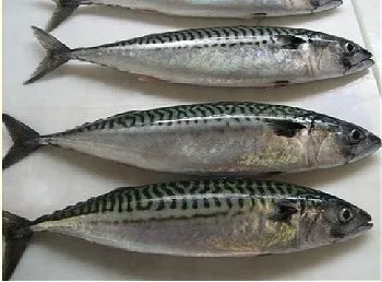 Top Premium Frozen Mackerel For Canned Food Mackerel Fish Bulk Hot Sale Seafood Frozen Whole Round Pacific Fish